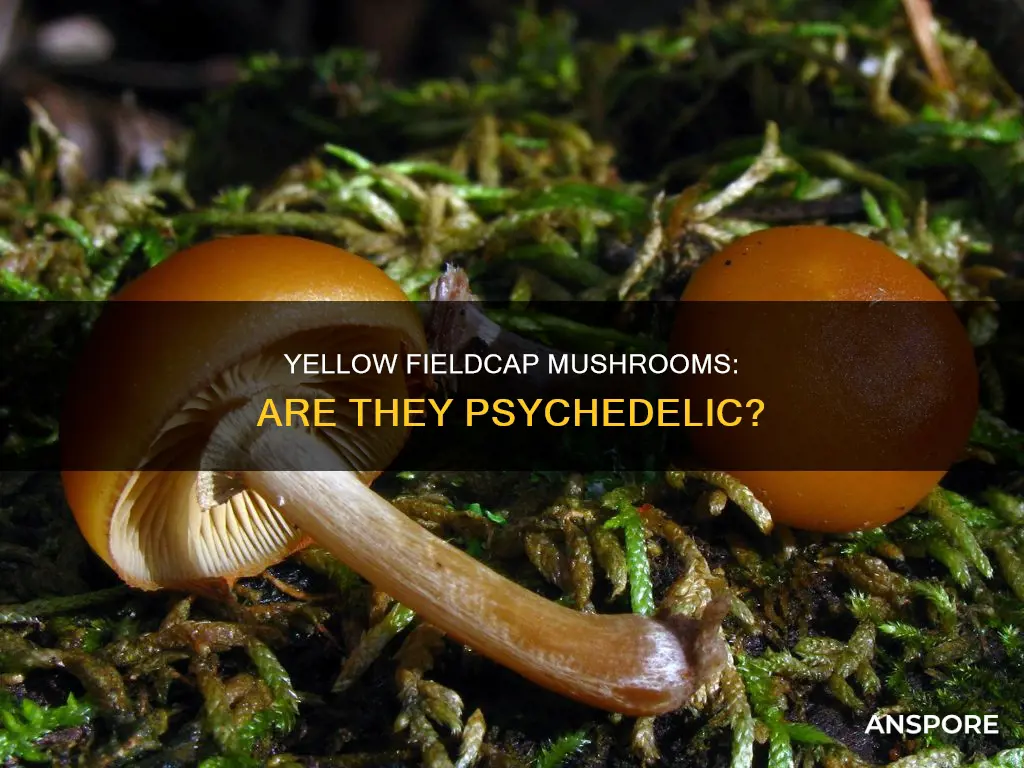 is yellow fieldcap mushroom psychedelic