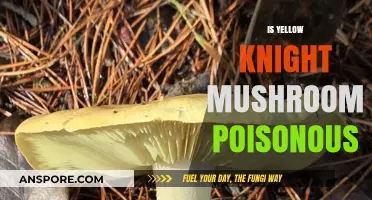Is the Yellow Knight Mushroom Poisonous? A Comprehensive Guide