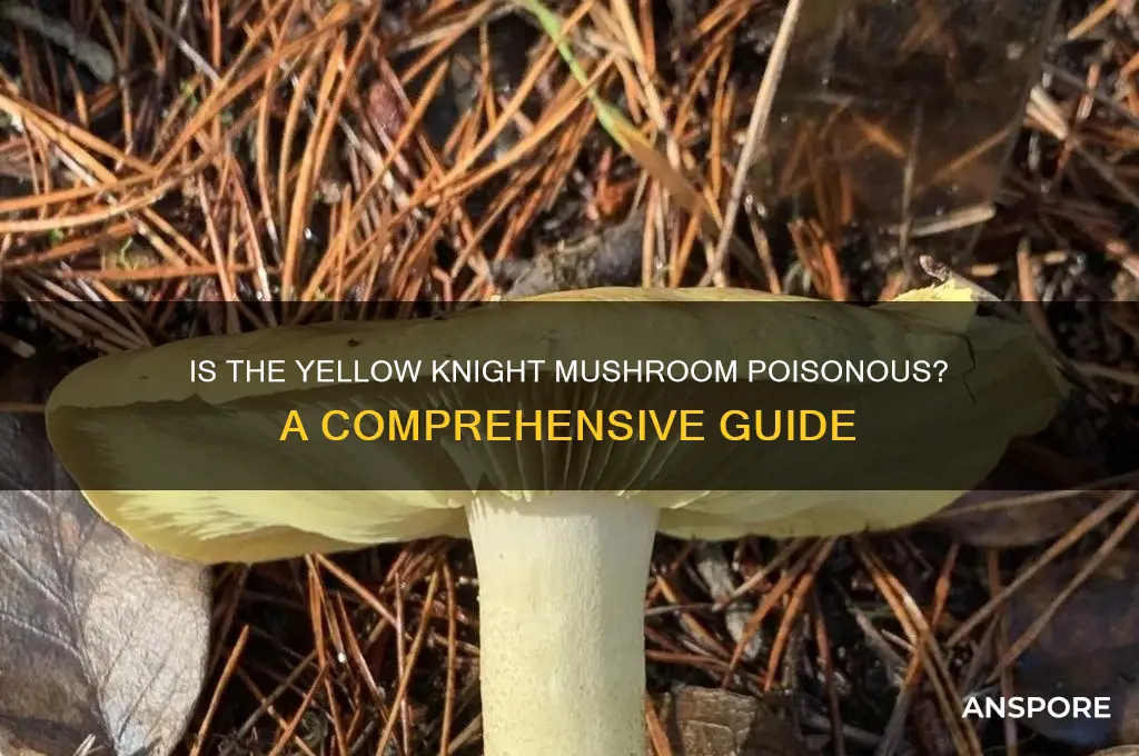 is yellow knight mushroom poisonous