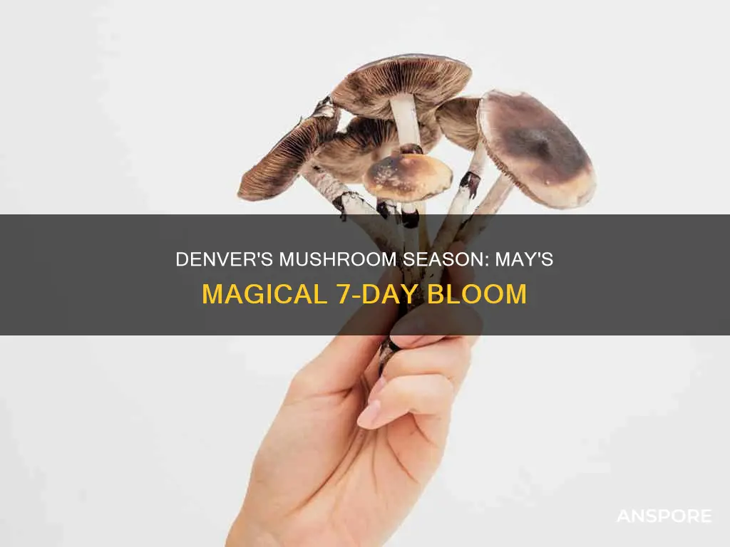 may 7 denver mushrooms