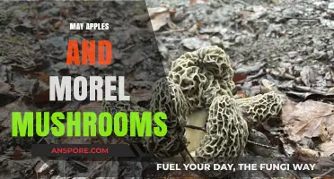 Foraging Delights: May Apples and Morel Mushrooms in Spring Woods