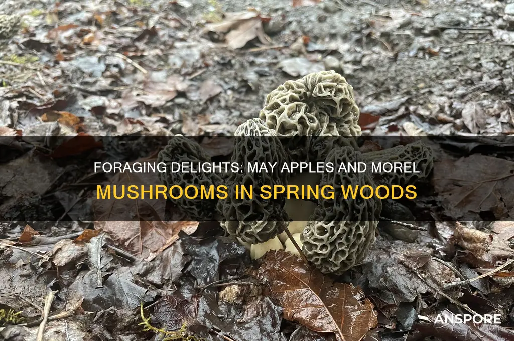 may apples and morel mushrooms