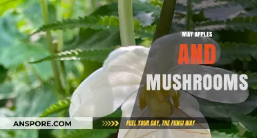 Apple-Mushroom Magic: Spring's Wild Delights