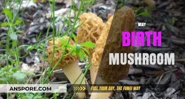 Mushroom Magic: May's Birth Fungi