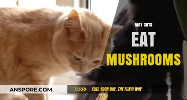 Can Cats Safely Eat Mushrooms? Risks and Facts Revealed