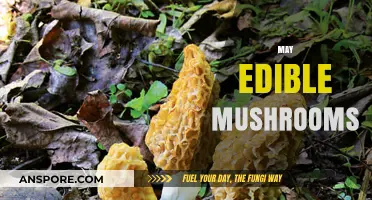 Exploring May's Edible Mushrooms: A Forager's Guide to Seasonal Delights