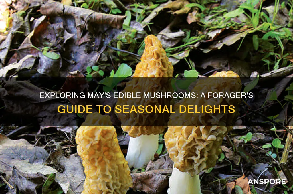 may edible mushrooms