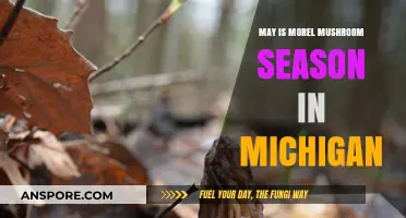 Michigan's May Morel Magic: Hunt for Delicious Wild Mushrooms