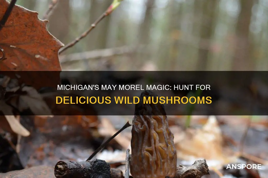 may is morel mushroom season in michigan