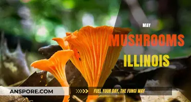 Mushroom Hunting in Illinois: A Beginner's Guide