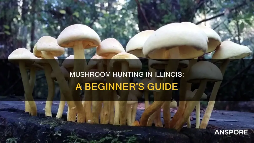 may mushrooms illinois
