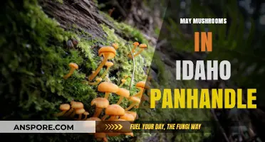 Mushroom Hunting in Idaho Panhandle: May's Magical Finds