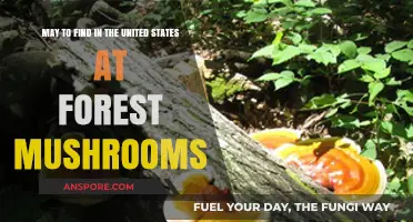 Exploring May's Best Forest Mushroom Finds in the United States