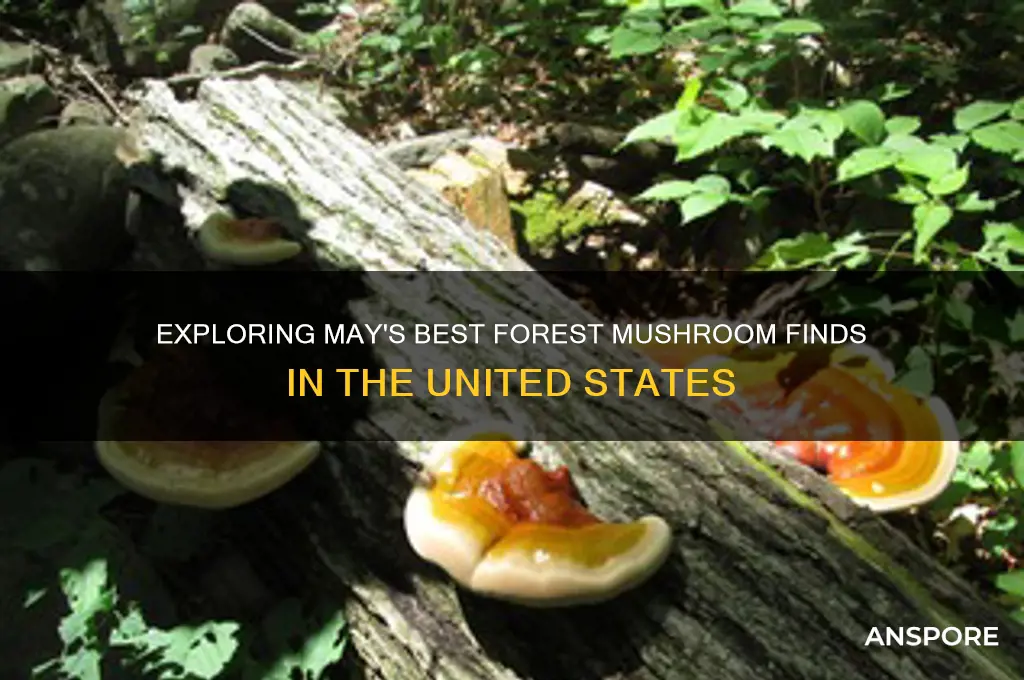 may to find in the united states at forest mushrooms