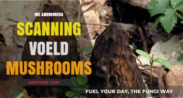 Exploring Voeld: Scanning Mushrooms with Andromeda