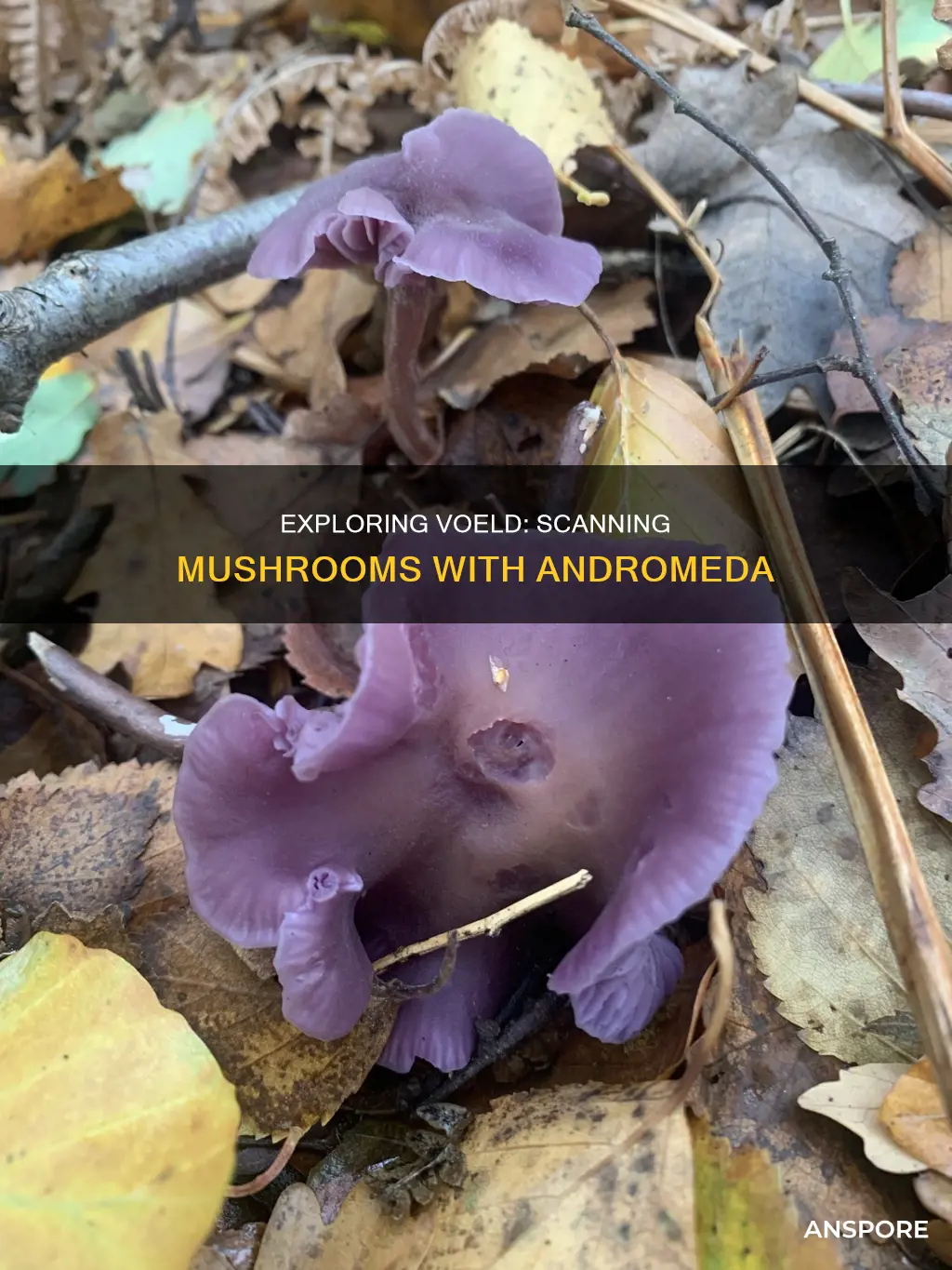 me andromeda scanning voeld mushrooms