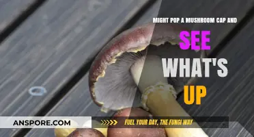 Exploring the Magic: Popping a Mushroom Cap to Unveil Nature's Secrets