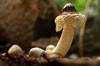 mushroom edible
