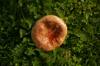 mushroom edible