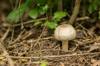 mushroom edible