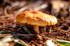 mushroom edible