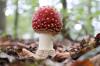 mushroom poison