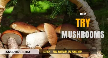Mushroom Magic: Must-Try Fungi for Foodies
