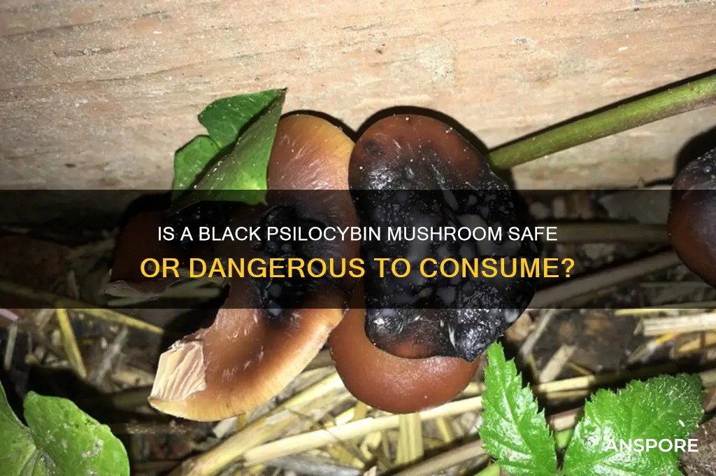 should a psilocybin mushroom be black