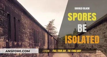 Should Black Spores Be Isolated? Exploring Risks and Benefits