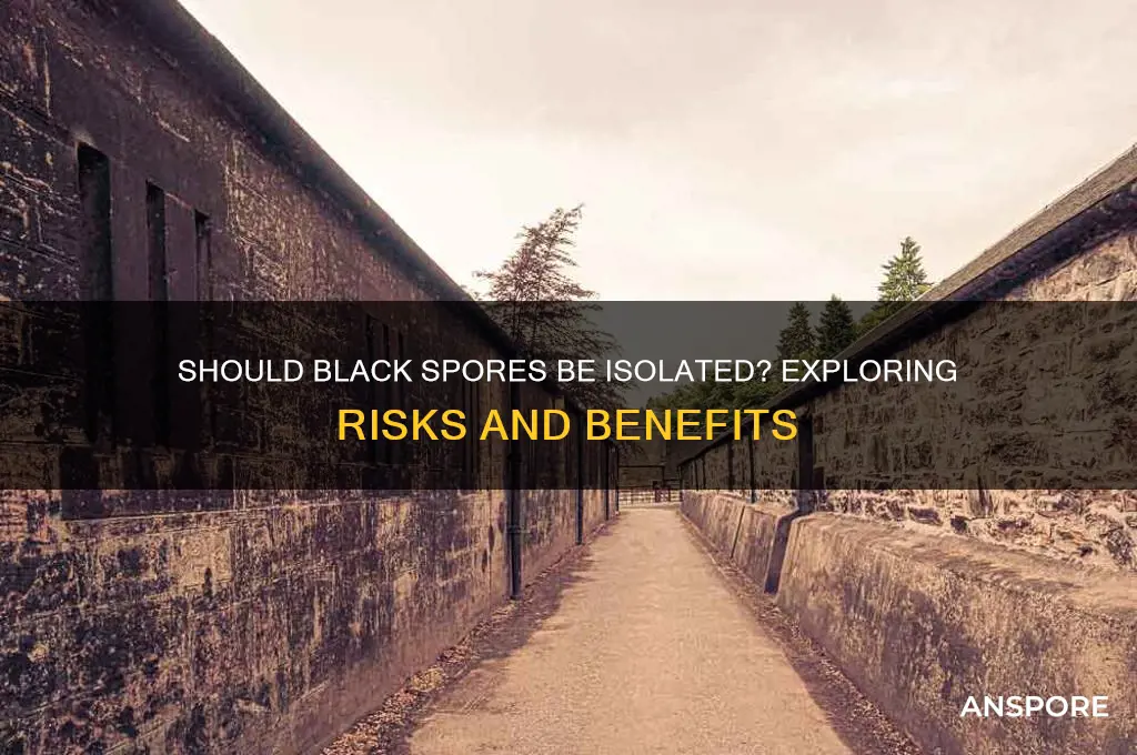 should black spores be isolated