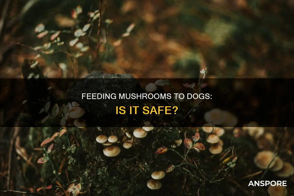 should dogs have mushrooms