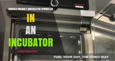 Incubating Freshly Inoculated Spores: Essential Steps for Optimal Growth