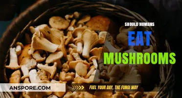 Mushrooms: Nutritional Powerhouses or Risky Fungi for Human Diets?