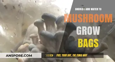 Should You Add Water to Mushroom Grow Bags? Expert Tips