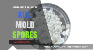 UV Light for Mold: Effective Solution or Unnecessary Expense?