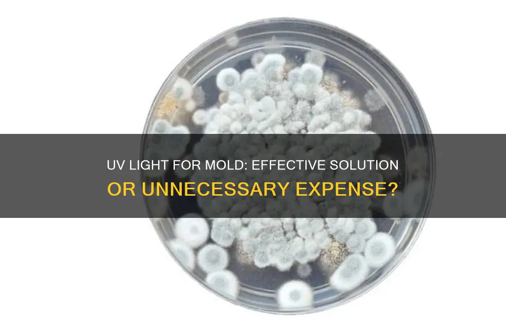 should i buy a uv light to kill mold spores