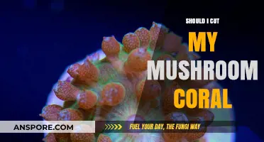 Should You Trim Mushroom Coral? Tips for Healthy Aquarium Care