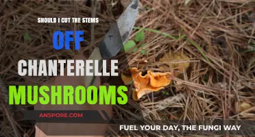 Should You Cut Chanterelle Stems? A Mushroom Prep Guide