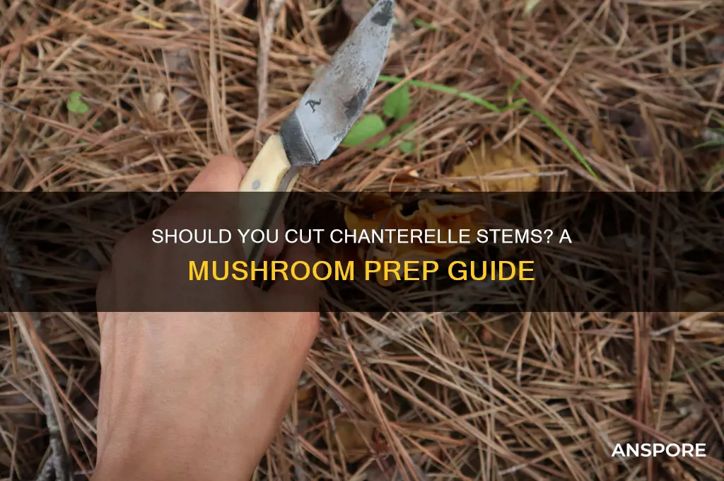 should i cut the stems off chanterelle mushrooms