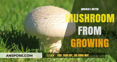 To Deter or Not: Managing Unwanted Mushroom Growth in Your Garden