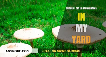 Should You Dig Up Yard Mushrooms? Risks, Benefits, and Safe Practices