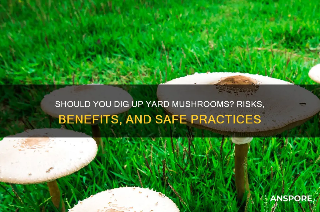 should i dig up mushrooms in my yard