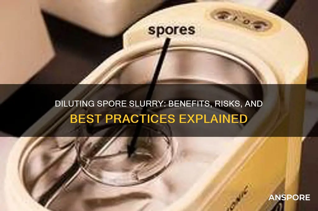 should i dilute spore slurry