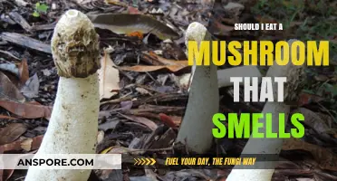 Should You Eat a Mushroom That Smells? Risks and Safety Tips