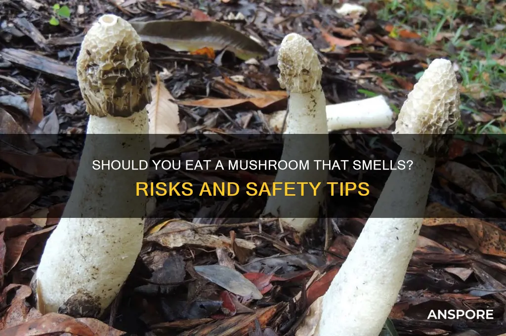 should i eat a mushroom that smells