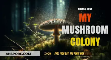 To Fan or Not: Optimizing Airflow for Healthy Mushroom Colonies