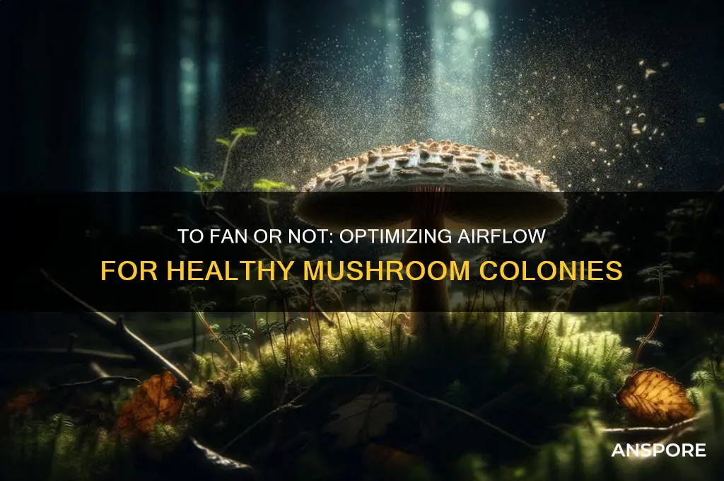 should i fan my mushroom colony