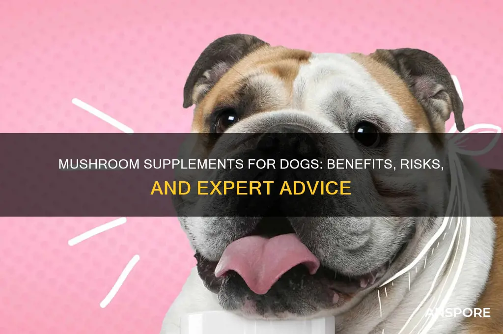should i give my dog mushroom supplements