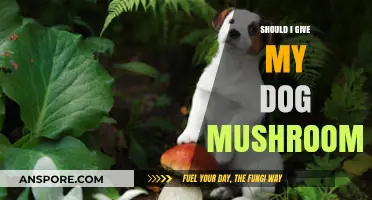Mushrooms for Dogs: Safe or Toxic? A Pet Owner's Guide