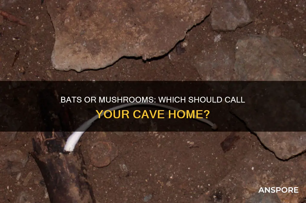 should i have my cave collect bats or mushrooms